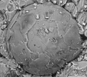Эмбрион неизвестного организма, датируемый Кембрийским периодом